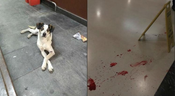 Espancamento e morte de um cachorro pelo segurança do supermercado Carrefour, de Osasco, gerou comoção nacional e acelerou votação do projeto de lei (Reprodução).