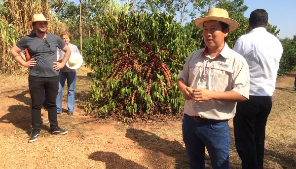 Encontro sobre cultivo do café Robusta foi realizado nesta quinta-feira, na Cafeicultura Eldorado, em Adamantina (Fotos: Siga Mais).