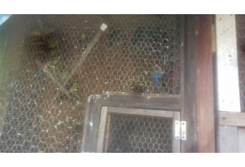 Viveiro com 32 pássaros, localizado na casa do aposentado (Foto: Cedida/Polícia Ambiental).