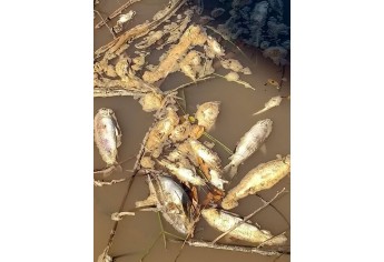 Peixes são encontrados mortos, boiando nas águas do Rio do Peixe, em Mariápolis (Foto: Anderson Teco).
