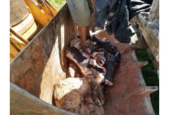 Abatedouro clandestino foi localizado em Emilianopólis. Carne foi descartada, por estar imprópria para consumo (Foto: Cedida/Polícia Ambiental).