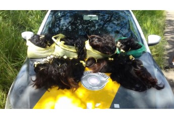 Carga de cabelo foi apreendida pela Polícia Rodoviária e motorista do carro detido. Caso foi levado à Delegacia da Polícia Federal de Presidente Prudente (Foto: Cedida/Polícia Rodoviária).