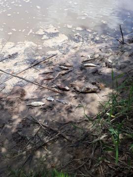 Peixes são encontrados mortos, boiando nas águas do Rio do Peixe, em Mariápolis (Foto: Anderson Teco).