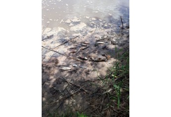 Peixes são encontrados mortos, boiando nas águas do Rio do Peixe, em Mariápolis (Foto: Anderson Teco).