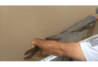 Operação Piracema, da Polícia Militar Ambiental, aconteceu no Salto Botelho, em Lucélia. Foram apreendidos barco, materiais de pesca pescador foi autuado por pesca proibida (Foto: Cedida/Polícia Ambiental).