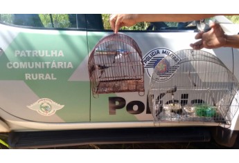 Polícia Militar Ambiental resgata pássaros silvestres, faz solturas das aves e aplica multa e notificação aos infratores (Foto: Cedida/Polícia Ambiental).