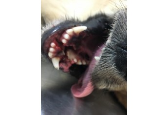 Cão chegou à Clinicão com duas fraturas na mandíbula (Foto: Cedida/Clinicão).