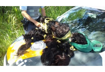 Carga de cabelo foi apreendida pela Polícia Rodoviária e motorista do carro detido. Caso foi levado à Delegacia da Polícia Federal de Presidente Prudente (Foto: Cedida/Polícia Rodoviária).