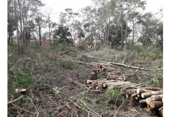Corte atingiu 22 árvores em terreno de empresa, no Jardim Itamarati, informou a Polícia Militar Ambiental (Foto: Cedida/PM Ambiental).