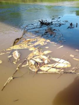 Peixes são encontrados mortos, boiando nas águas do Rio do Peixe, em Mariápolis (Foto: Anderson Teco).