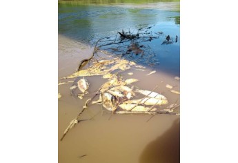 Peixes são encontrados mortos, boiando nas águas do Rio do Peixe, em Mariápolis (Foto: Anderson Teco).