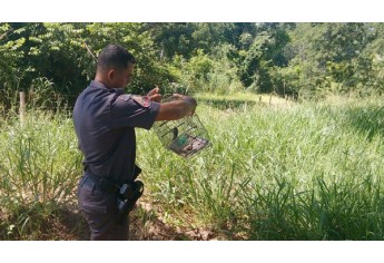 Polícia Militar Ambiental resgata pássaros silvestres, faz solturas das aves e aplica multa e notificação aos infratores (Foto: Cedida/Polícia Ambiental).