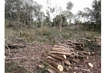 Corte atingiu 22 árvores em terreno de empresa, no Jardim Itamarati, informou a Polícia Militar Ambiental (Foto: Cedida/PM Ambiental).