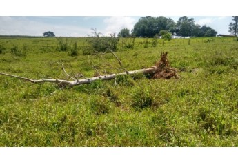 Árvores foram cortadas em área de preservação permanente  (Foto: Cedida/PM Ambiental).