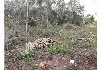 Corte atingiu 22 árvores em terreno de empresa, no Jardim Itamarati, informou a Polícia Militar Ambiental (Foto: Cedida/PM Ambiental).