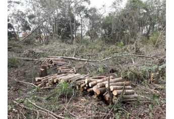 Corte atingiu 22 árvores em terreno de empresa, no Jardim Itamarati, informou a Polícia Militar Ambiental (Foto: Cedida/PM Ambiental).