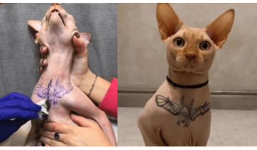 Governo sanciona lei que proíbe tatuagens e piercings em cães e gatos