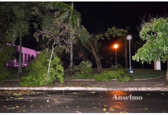 Cerca de 20 árvores foram arrancadas pela força dos ventos em Osvaldo Cruz (Foto: Valdemir Anselmo/Cedida)