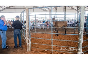 Leilão de animais e de prendas acontece após o almoço (Foto: Sandra Kobayashi/Arquivo).