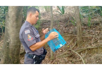 Polícia Militar Ambiental resgata pássaros silvestres, faz solturas das aves e aplica multa e notificação aos infratores (Foto: Cedida/Polícia Ambiental).