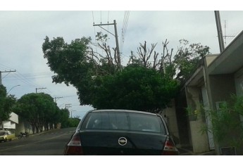 Foto de internauta revela resultado da poda em árvores, em Adamantina (Foto: Reprodução/Facebook/Fernando Sheila).