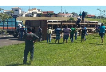 Carreta tombou no trevo de Junqueirópolis, sendo necessário cortar a gaiola metálica para a retirada dos cerca de 50 animais (Foto: Base de Socorristas de Junqueirópolis).