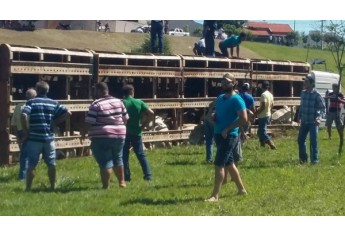 Carreta tombou no trevo de Junqueirópolis, sendo necessário cortar a gaiola metálica para a retirada dos cerca de 50 animais (Foto: Base de Socorristas de Junqueirópolis).