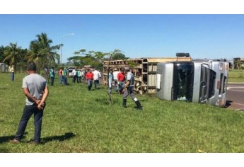 Carreta tombou no trevo de Junqueirópolis, sendo necessário cortar a gaiola metálica para a retirada dos cerca de 50 animais (Foto: Base de Socorristas de Junqueirópolis).