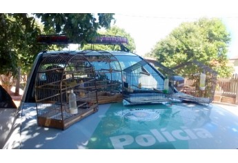 Pássaros foram resgatados e devolvidos à natureza, em liberdade (Foto: Cedida/Polícia Ambiental).