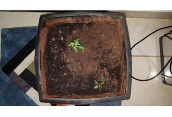 Vaso com duas mudas de maconha foi apreendido pela PM (Foto: Cedida/PM).