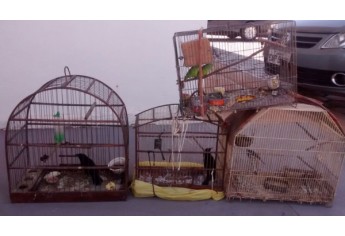 Pássaros silvestres foram localizados pela Polícia Ambiental em chácara, na cidade de Mariápolis (Foto: Cedida/Polícia Ambiental).