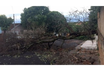 Árvore seca cai sobre a via pública nas proximidades do Lar dos Velhos (Foto: Siga Mais).