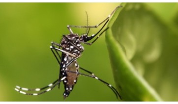 Mosquito Aedes aegypti, transmissor da dengue (USP Imagens).