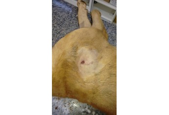 Animal de propriedade rural em Salmourão foi encontrado pelo dono ferido com disparo de arma de fogo (Foto: Veterinário Osvaldo Pontelli / Cedida).