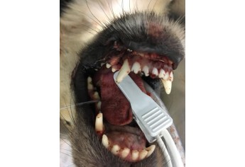 Atendimento realizado na Clinicão foi conduzido pelos médicos veterinários Rafael Judai e Bruna Judai, permitindo a reabilitação da mandíbula do cão (Foto: Cedida/Clinicão).