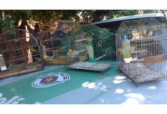 Pássaros foram resgatados e devolvidos à natureza, em liberdade (Foto: Cedida/Polícia Ambiental).