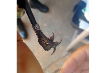 Criador foi multado por ter pássaros sem licença e com anilhas com avarias (Foto: PM Ambiental).