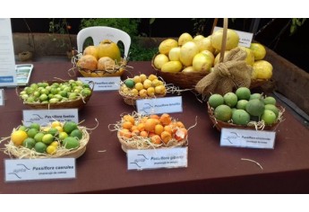 Pesquisas sobre as culturas do maracujá e café, realizadas na região de Adamantina, são levadas à Agrishow (Acervo Pessoal).