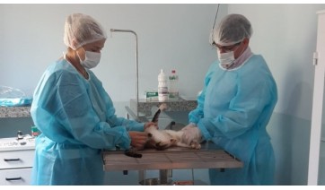 Sagres implanta programa municipal de castrao que pode atender at 60 pets por semana