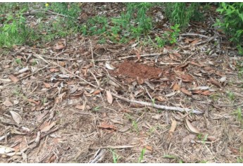 Local onde foi encontrado o corpo, na zona rural do Distrito de Eneida, em Presidente Prudente (Foto: Cedida/Deinter 8).