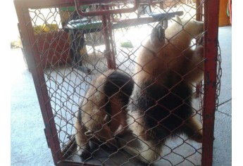 Dois tamanduás foram capturados hoje em Flórida Paulista e Lucélia, pelos Bombeiros de Adamantina (Foto: Cedida).