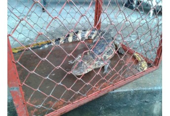 Jacaré foi capturado no Jardim Paulista e está nos Bombeiros, aguardando Polícia Ambiental (Foto: Cedida/Bombeiros).