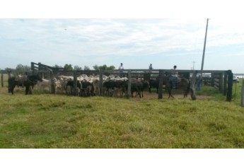 Na propriedade estava cerca de 20 cabeças de gado, que seriam abatidas (Foto: Cedida/Polícia Civil).