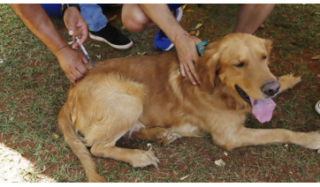 Vacinação antirrábica será realizada neste sábado (28) na UBS do Mário Covas, em Adamantina 