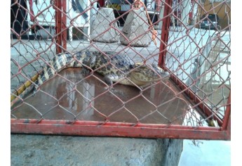 Jacaré foi capturado no Jardim Paulista e está nos Bombeiros, aguardando Polícia Ambiental (Foto: Cedida/Bombeiros).