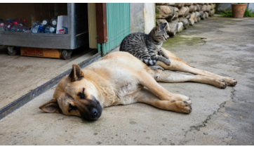 Mutirão espera castrar 200 cães e gatos neste domingo (28) no recinto poliesportivo em Adamantina