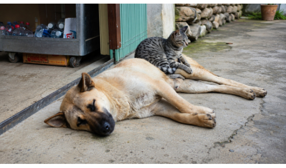 Mutirão espera castrar 200 cães e gatos neste domingo (28) no recinto poliesportivo em Adamantina