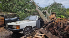 Temporal derruba árvores em Presidente Prudente