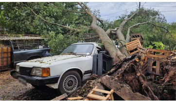 Temporal derruba árvores em Presidente Prudente