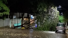 Rajada de vento derruba árvore no centro de Adamantina